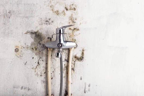 Best Affordable Mold Removal  in Norwalk, CT