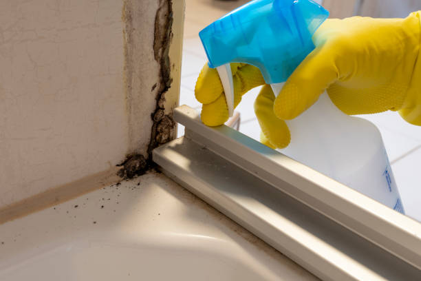 Best Mold Remediation Experts  in Norwalk, CT
