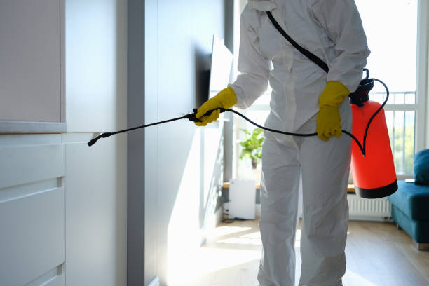 Best Black Mold Removal  in Norwalk, CT
