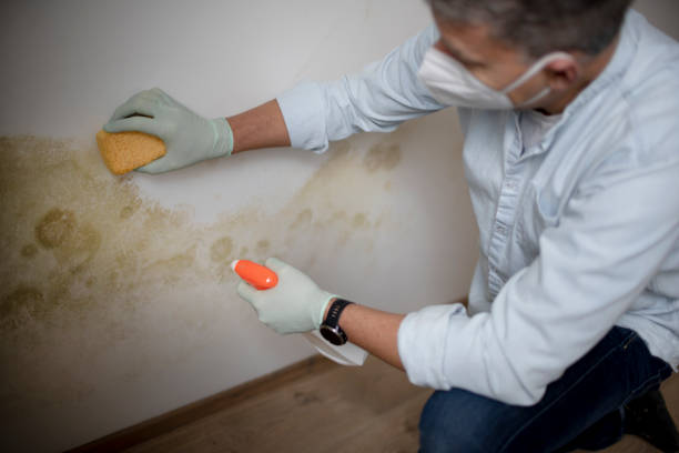 Reliable Norwalk, CT Mold Removal Solutions