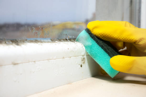 Best Mold Removal Process  in Norwalk, CT