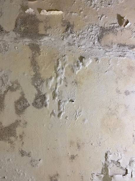 Best Attic Mold Removal  in Norwalk, CT