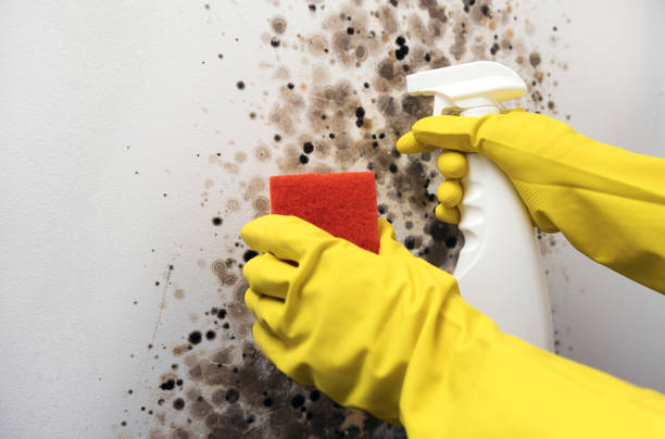 Mold Removal and Inspection in Norwalk, CT