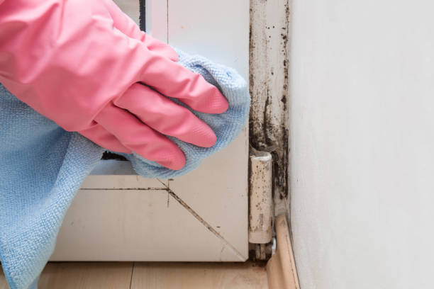 Attic Mold Removal in Norwalk, CT