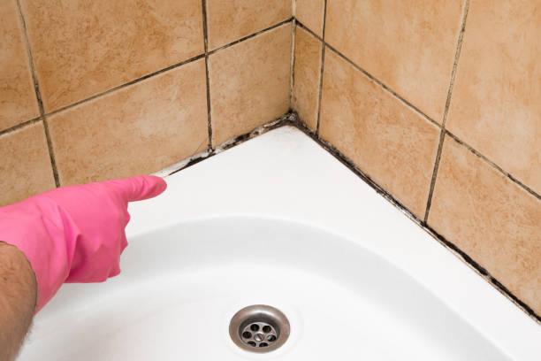 Mold Testing and Removal in Norwalk, CT